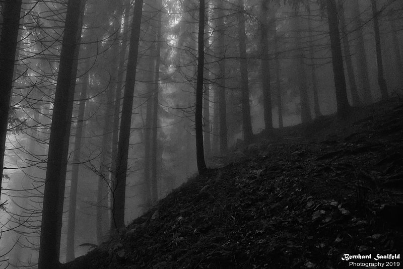 Bernhard Saalfeld - Zauberwald (6v9)